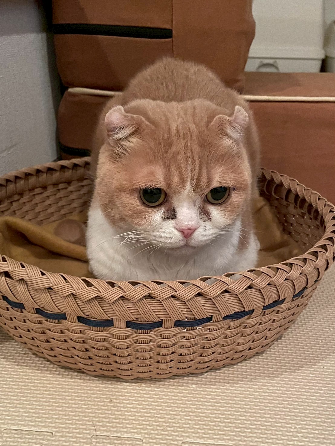 我が家のアイドル🐱ポンタ君